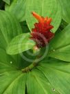 Costus productus