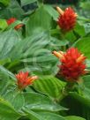 Costus productus