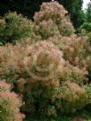 Cotinus coggygria