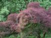 Cotinus coggygria