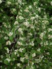 Cotoneaster serotinus