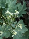 Crambe maritima