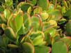 Crassula ovata Hummel's Sunset