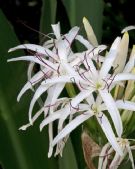 Crinum pedunculatum