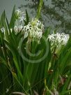 Crinum pedunculatum