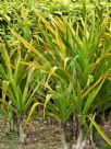 Crinum asiaticum Xanthophyllum