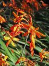 Crocosmia crocosmiiflora