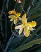 Crocosmia Solfatare