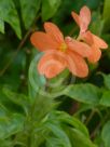 Crossandra infundibuliformis