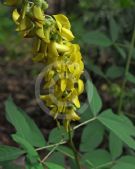 Crotalaria pallida