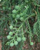 Cryptomeria japonica