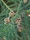 Cryptomeria japonica