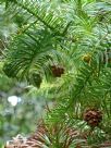 Cunninghamia lanceolata