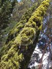 Cupressus sempervirens Swane's Gold