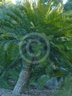 Cycas megacarpa