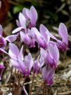 Cyclamen hederifolium