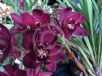 Cymbidium