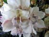 Cymbidium