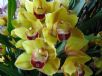 Cymbidium