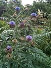 Cynara cardunculus