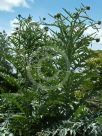 Cynara cardunculus