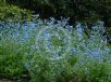 Cynoglossum amabile