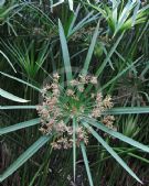 Cyperus involucratus