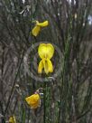 Cytisus scoparius