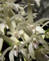 Dendrobium speciosum speciosum