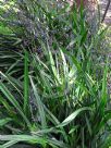 Dianella caerulea Little Jess