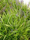 Dianella caerulea Little Jess