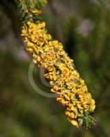 Dillwynia floribunda