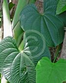 Dioscorea bulbifera