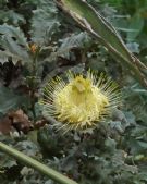 Dryandra praemorsa