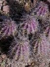 Echinocereus triglochidiatus