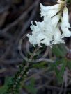 Epacris obtusifolia
