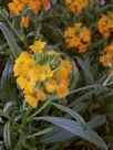 Erysimum marshallii