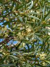 Eucalyptus astringens