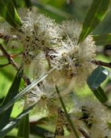 Eucalyptus bakeri