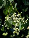 Eucalyptus baueriana