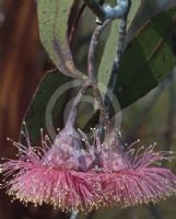 Eucalyptus caesia magna