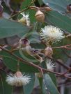 Eucalyptus cosmophylla