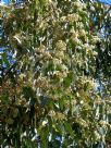 Eucalyptus dawsonii
