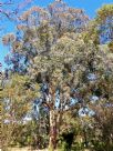 Eucalyptus dawsonii