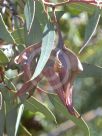 Eucalyptus kingsmillii kingsmillii