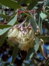 Eucalyptus kingsmillii kingsmillii
