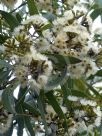 Eucalyptus lansdowneana