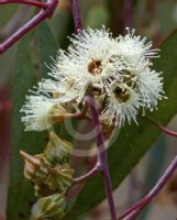 Eucalyptus lesouefii