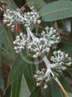 Eucalyptus luehmanniana