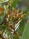 Eucalyptus macrandra